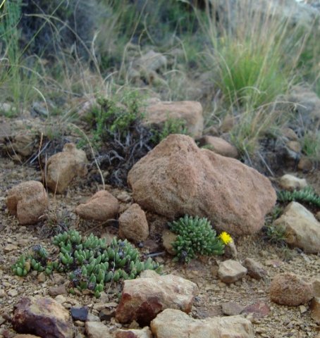 Chasmatophyllum musculinum multiplying in rocky grassland